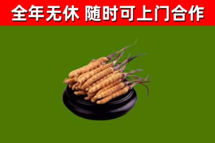 金坛烟酒回收冬虫夏草.jpg