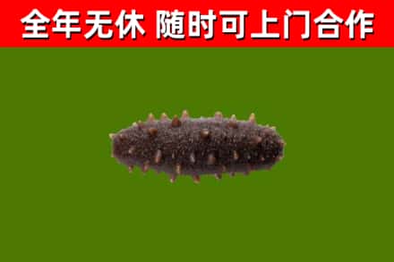 金坛烟酒回收干海参.jpg